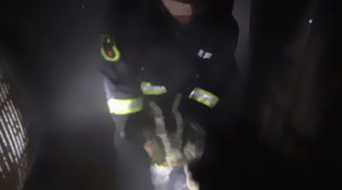 南洋電纜分享要聞：雨天電線短路，小羊險(xiǎn)成&ldquo;烤全羊&rdquo;